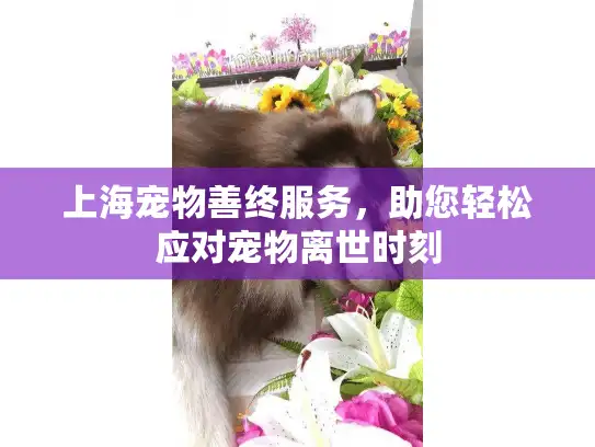 上海宠物善终服务，助您轻松应对宠物离世时刻