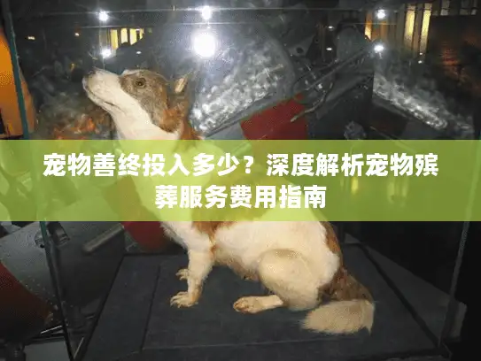 宠物善终投入多少？深度解析宠物殡葬服务费用指南