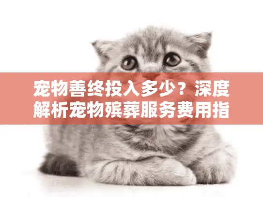 宠物善终投入多少？深度解析宠物殡葬服务费用指南