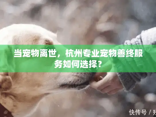 当宠物离世，杭州专业宠物善终服务如何选择？