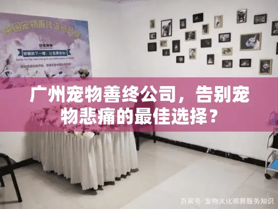 广州宠物善终公司，告别宠物悲痛的最佳选择？