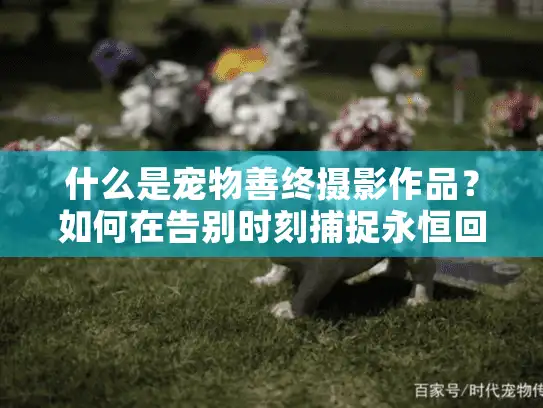 什么是宠物善终摄影作品？如何在告别时刻捕捉永恒回忆
