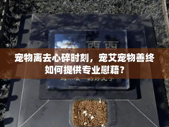 宠物离去心碎时刻，宠艾宠物善终如何提供专业慰藉？