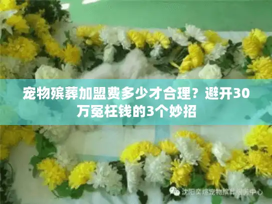宠物殡葬加盟费多少才合理？避开30万冤枉钱的3个妙招
