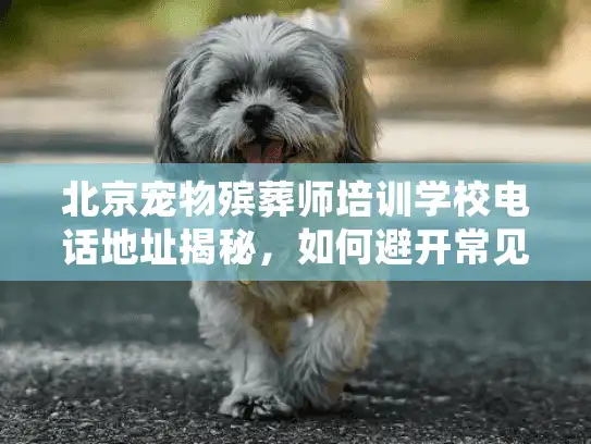 北京宠物殡葬师培训学校电话地址揭秘，如何避开常见服务陷阱？