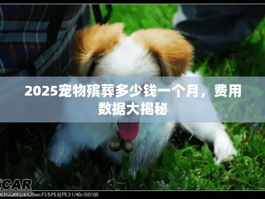 2025宠物殡葬多少钱一个月，费用数据大揭秘