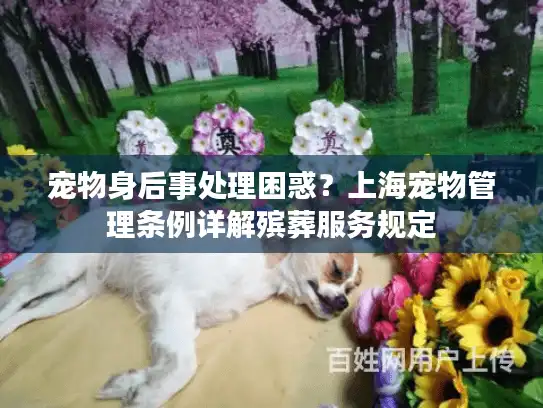 宠物身后事处理困惑？上海宠物管理条例详解殡葬服务规定