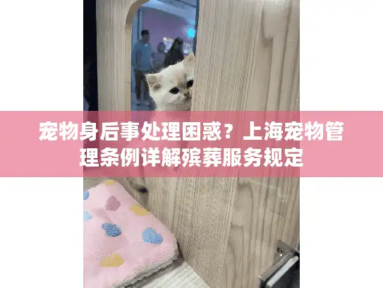 宠物身后事处理困惑？上海宠物管理条例详解殡葬服务规定