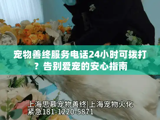宠物善终服务电话24小时可拨打？告别爱宠的安心指南