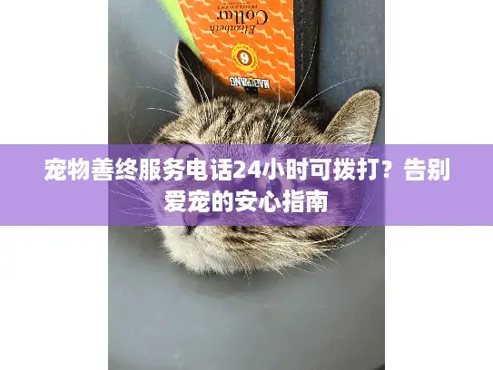 宠物善终服务电话24小时可拨打？告别爱宠的安心指南