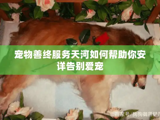 宠物善终服务天河如何帮助你安详告别爱宠