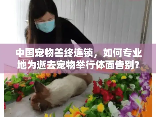 中国宠物善终连锁，如何专业地为逝去宠物举行体面告别？