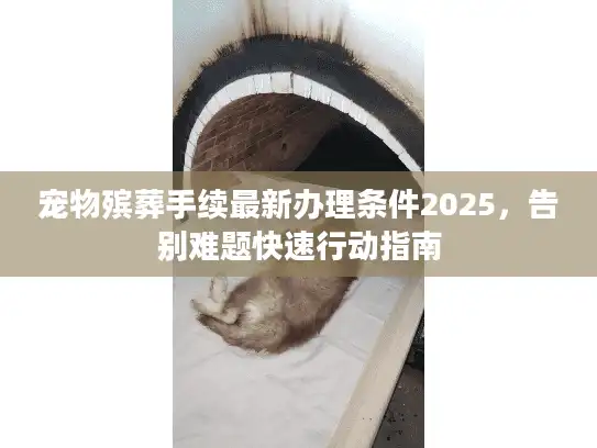 宠物殡葬手续最新办理条件2025，告别难题快速行动指南