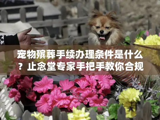 宠物殡葬手续办理条件是什么？止念堂专家手把手教你合规告别