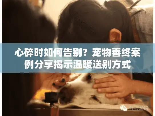 心碎时如何告别？宠物善终案例分享揭示温暖送别方式