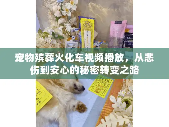 宠物殡葬火化车视频播放，从悲伤到安心的秘密转变之路