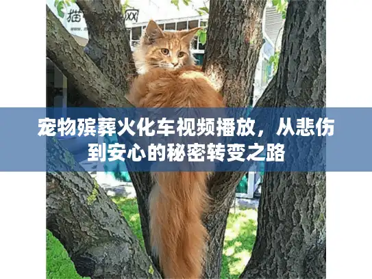 宠物殡葬火化车视频播放，从悲伤到安心的秘密转变之路