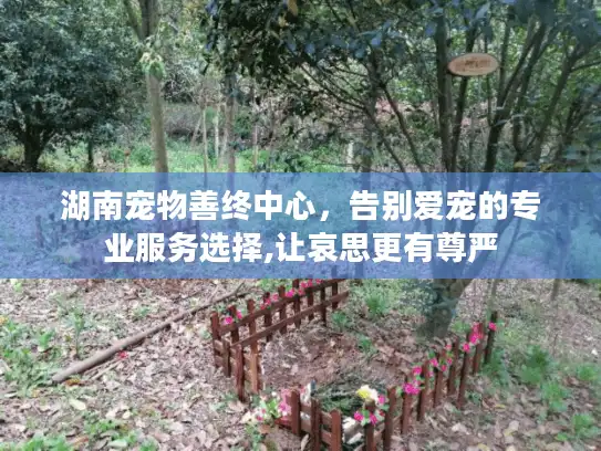 湖南宠物善终中心，告别爱宠的专业服务选择,让哀思更有尊严