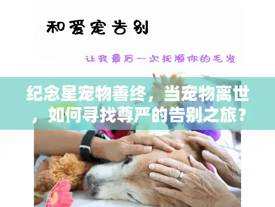 纪念星宠物善终，当宠物离世，如何寻找尊严的告别之旅？