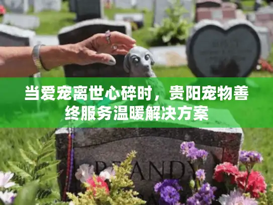 当爱宠离世心碎时，贵阳宠物善终服务温暖解决方案