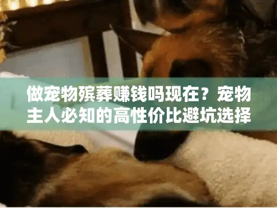 做宠物殡葬赚钱吗现在？宠物主人必知的高性价比避坑选择策略