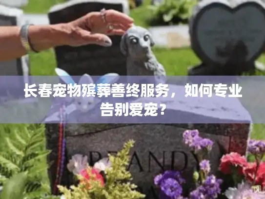 长春宠物殡葬善终服务，如何专业告别爱宠？