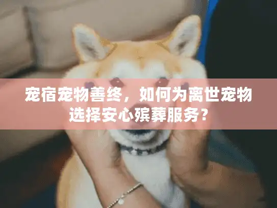 宠宿宠物善终，如何为离世宠物选择安心殡葬服务？