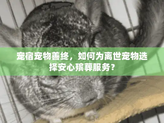 宠宿宠物善终，如何为离世宠物选择安心殡葬服务？