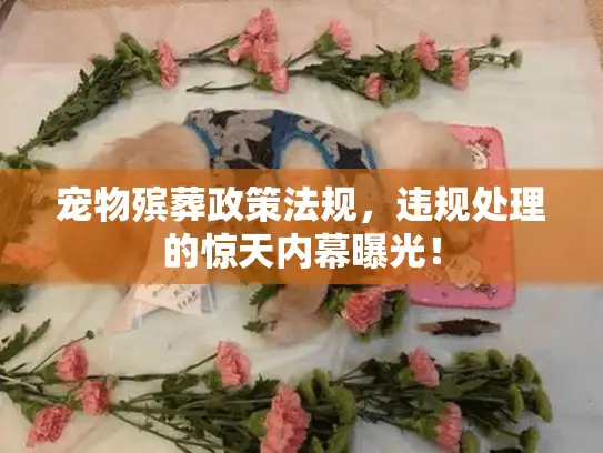 宠物殡葬政策法规，违规处理的惊天内幕曝光！