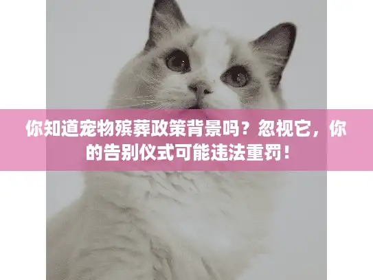 你知道宠物殡葬政策背景吗？忽视它，你的告别仪式可能违法重罚！