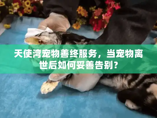 天使湾宠物善终服务，当宠物离世后如何妥善告别？