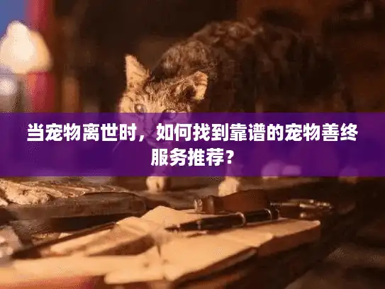当宠物离世时，如何找到靠谱的宠物善终服务推荐？