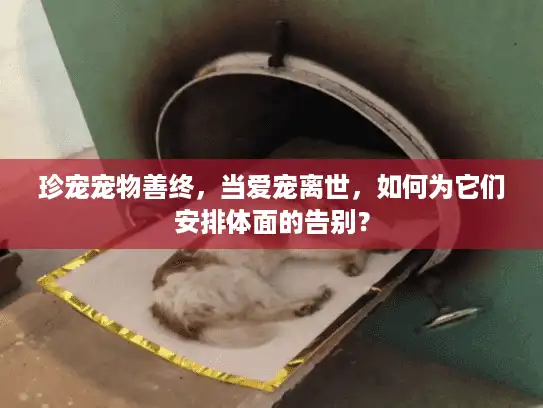 珍宠宠物善终，当爱宠离世，如何为它们安排体面的告别？