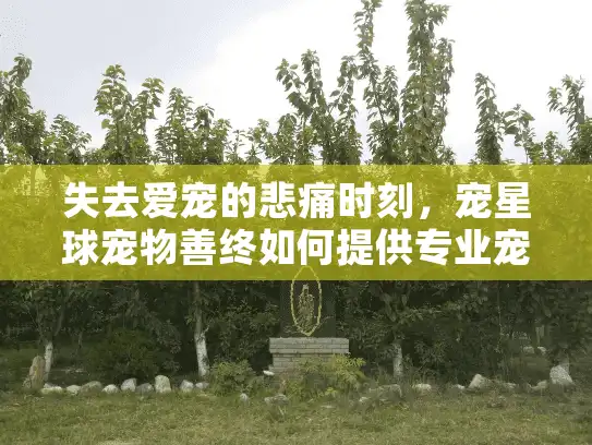 失去爱宠的悲痛时刻，宠星球宠物善终如何提供专业宠物殡葬服务？