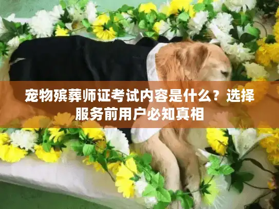宠物殡葬师证考试内容是什么？选择服务前用户必知真相