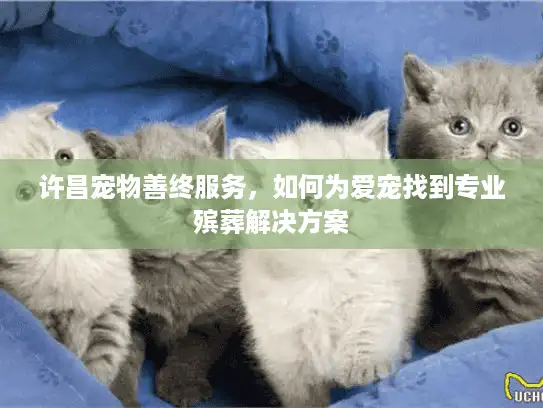 许昌宠物善终服务，如何为爱宠找到专业殡葬解决方案