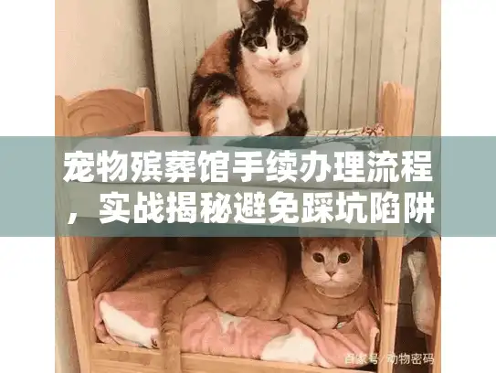 宠物殡葬馆手续办理流程，实战揭秘避免踩坑陷阱
