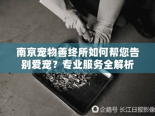 南京宠物善终所如何帮您告别爱宠？专业服务全解析
