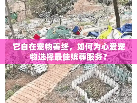 它自在宠物善终，如何为心爱宠物选择最佳殡葬服务？