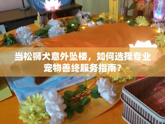 当松狮犬意外坠楼，如何选择专业宠物善终服务指南？