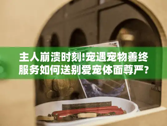 主人崩溃时刻!宠遇宠物善终服务如何送别爱宠体面尊严?