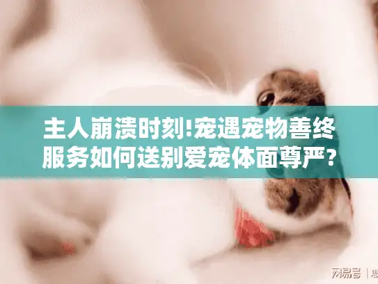 主人崩溃时刻!宠遇宠物善终服务如何送别爱宠体面尊严?