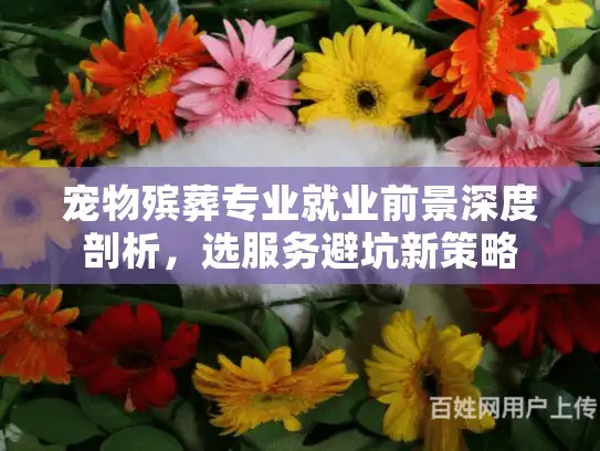 宠物殡葬专业就业前景深度剖析，选服务避坑新策略