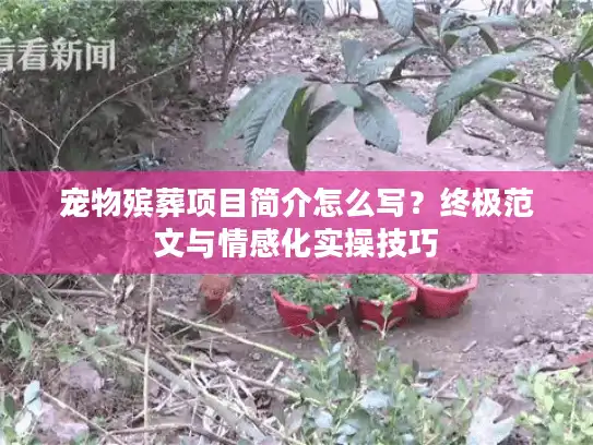 宠物殡葬项目简介怎么写？终极范文与情感化实操技巧