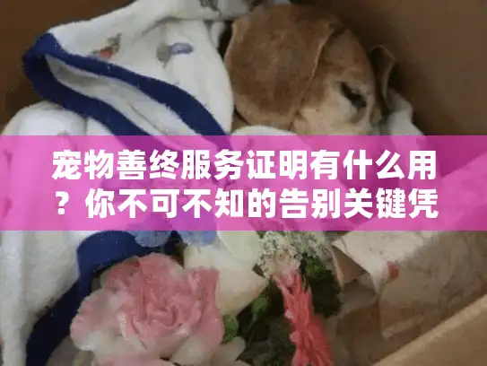 宠物善终服务证明有什么用？你不可不知的告别关键凭证