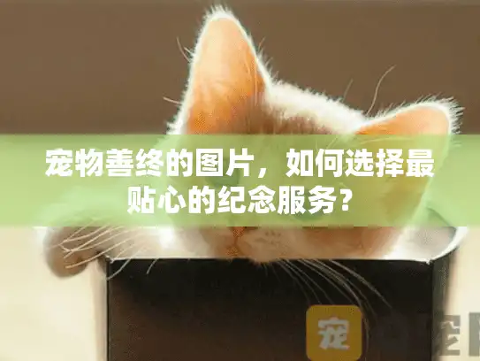 宠物善终的图片，如何选择最贴心的纪念服务？