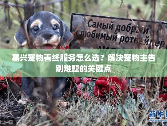 嘉兴宠物善终服务怎么选？解决宠物主告别难题的关键点
