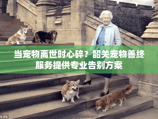 当宠物离世时心碎？韶关宠物善终服务提供专业告别方案