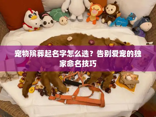 宠物殡葬起名字怎么选？告别爱宠的独家命名技巧