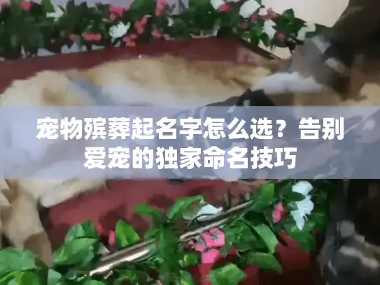 宠物殡葬起名字怎么选？告别爱宠的独家命名技巧